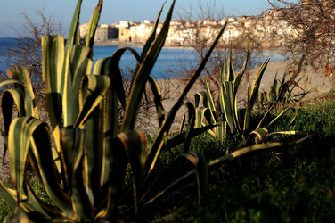 AGAVE selvatica sul mare in Sicilia a Cefalù. Fotografie di Giulio Azzarello ©2014. AGAVE selvatica sul mare in Sicilia a Cefalù. Fotografie di Giulio Azzarello ©2014.