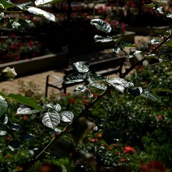 ROSETO. Fotografie di Giulio Azzarello &copy;2022.