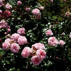 ROSETO. Fotografie di Giulio Azzarello &copy;2022.