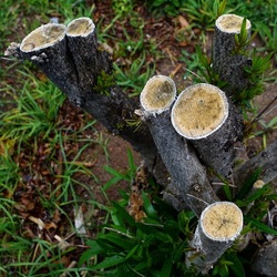 TRONCHI. Fotografie di Giulio Azzarello ©2022.