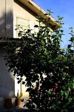 CAMPAGNA fotografie di Giulio Azzarello ©2020.