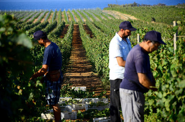 VENDEMMIA a Mazzara del Vallo in Sicilia con i contadini. Fotografie di Giulio Azzarello ©2016. VENDEMMIA a Mazzara del Vallo in Sicilia con i contadini. Fotografie di Giulio Azzarello ©2016.
