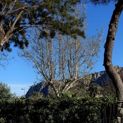 ALBERI. Fotografie di Giulio Azzarello &copy;2024.