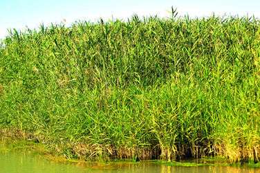 CANNETI in SICILIA. Fotografie di Giulio Azzarello &copy;2016.