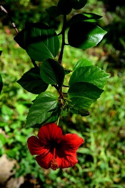 GIARDINO SICILIANO fotografie di Giulio Azzarello &copy;2020.