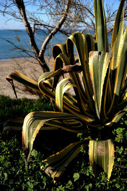AGAVE selvatica sul mare in Sicilia a Cefalù. Fotografie di Giulio Azzarello ©2014. AGAVE selvatica sul mare in Sicilia a Cefalù. Fotografie di Giulio Azzarello ©2014.