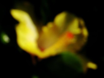 HABITAT NATURA in campagna. Fotografie di Giulio Azzarello ©2015 2016. HABITAT NATURA in campagna. Fotografie di Giulio Azzarello ©2015 2016.