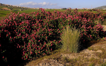 PAESAGGIO SICILIANO nel luogo delle macalube in Sicilia. Fotografie di Giulio Azzarello &copy;2014.