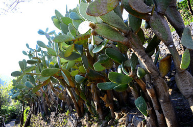 GOLE DELL ALCANTARA in Sicilia. Fotografie di Giulio Azzarello &copy;2016.
