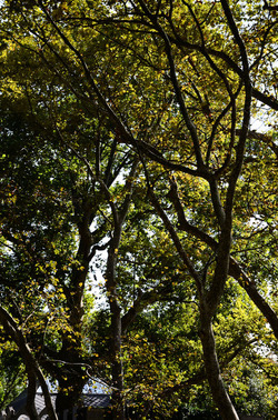 GIARDINI della BIENNALE a Venezia. Foto di Giulio Azzarello &copy;2015 2016.