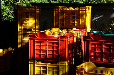 LIMONI di Sicilia coltivati in modo biologico. Fotografie di Giulio Azzarello &copy;2014.