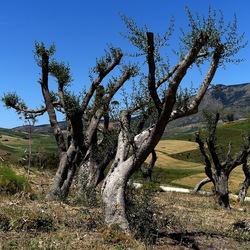 SEGESTA. Fotografie di Giulio Azzarello ©2024. SEGESTA. Fotografie di Giulio Azzarello ©2024.