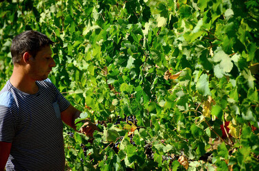 VENDEMMIA a S.Cristina Gela i coltivatori. Fotografie di Giulio Azzarello ©2016. VENDEMMIA a S.Cristina Gela i coltivatori. Fotografie di Giulio Azzarello ©2016.
