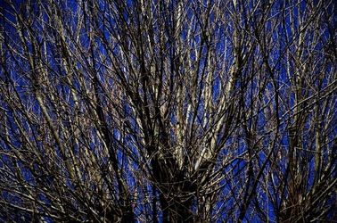PARCO ARCHEOLOGICO DEL PALATINO Roma. Fotografie di Giulio Azzarello ©2020.