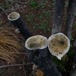 TRONCHI. Fotografie di Giulio Azzarello ©2022.