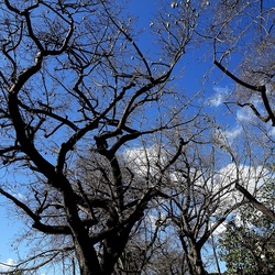 ORTO BOTANICO DI PALERMO. Fotografie di Giulio Azzarello ©2022. ORTO BOTANICO DI PALERMO. Fotografie di Giulio Azzarello ©2022.