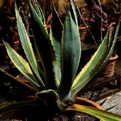 ORTO BOTANICO. Fotografie di Giulio Azzarello &copy;2024.