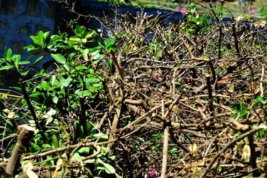 HABITAT NATURA in campagna. Fotografie di Giulio Azzarello ©2015 2016. HABITAT NATURA in campagna. Fotografie di Giulio Azzarello ©2015 2016.