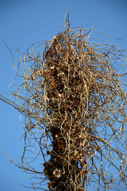 GRANDE NIDO spontaneo in campagna. Fotografie di Giulio Azzarello &copy;2014.