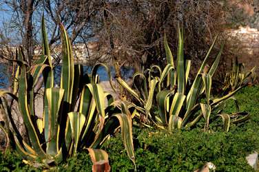 AGAVE selvatica sul mare in Sicilia a Cefalù. Fotografie di Giulio Azzarello ©2014. AGAVE selvatica sul mare in Sicilia a Cefalù. Fotografie di Giulio Azzarello ©2014.