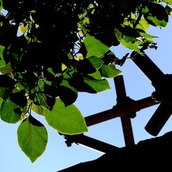 GIARDINO fotografie di Giulio Azzarello ©2019. GIARDINO fotografie di Giulio Azzarello ©2019.