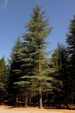 IL PARCO DELLE MADONIE da Polizzi Generosa in Sicilia. Fotografie di Giulio Azzarello &copy;2014.