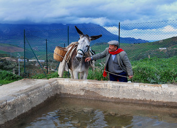 TIPICO FRANTOIO fotografie di Giulio Azzarello ©2014. TIPICO FRANTOIO fotografie di Giulio Azzarello ©2014.