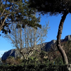 ALBERI. Fotografie di Giulio Azzarello &copy;2024.