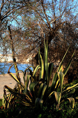 AGAVE selvatica sul mare in Sicilia a Cefalù. Fotografie di Giulio Azzarello ©2014. AGAVE selvatica sul mare in Sicilia a Cefalù. Fotografie di Giulio Azzarello ©2014.