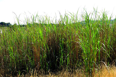 CANNETI in SICILIA. Fotografie di Giulio Azzarello &copy;2016.
