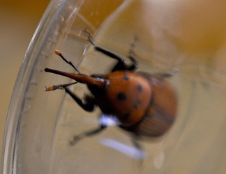 IL COLEOTTERO ROSSO e la moritura delle palme. Fotografie di Giulio Azzarello &copy;2014.