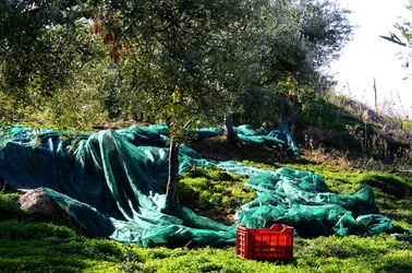 ULIVETO in autunno. Fotografie di Giulio Azzarello ©2014. ULIVETO in autunno. Fotografie di Giulio Azzarello ©2014.