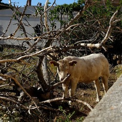 BESTIE. Fotografie di Giulio Azzarello ©2022. BESTIE. Fotografie di Giulio Azzarello ©2022.