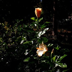 AUTUNNO fotografie di Giulio Azzarello ©2021. AUTUNNO fotografie di Giulio Azzarello ©2021.