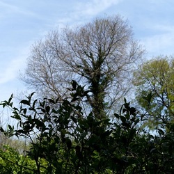 PIANTE. Fotografie di Giulio Azzarello &copy;2022.