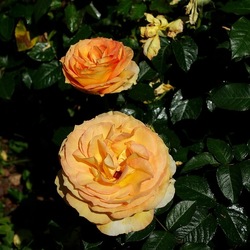 ROSETO. Fotografie di Giulio Azzarello &copy;2022.