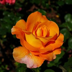 ROSETO. Fotografie di Giulio Azzarello &copy;2022.