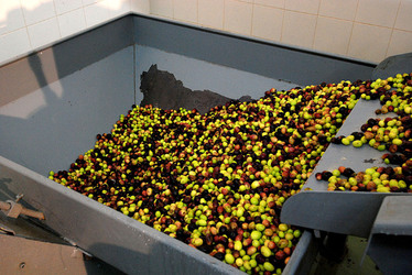 TIPICO FRANTOIO fotografie di Giulio Azzarello ©2014. TIPICO FRANTOIO fotografie di Giulio Azzarello ©2014.