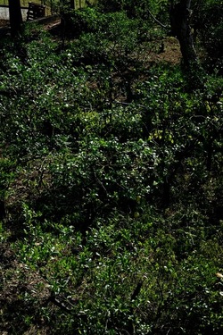 POTATURA fotografie di Giulio Azzarello ©2021. POTATURA fotografie di Giulio Azzarello ©2021.