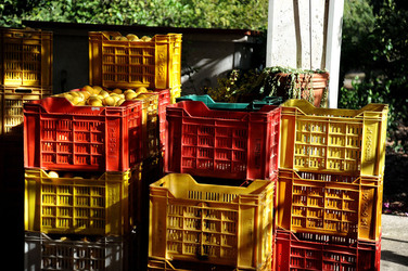 LIMONI di Sicilia coltivati in modo biologico. Fotografie di Giulio Azzarello &copy;2014.