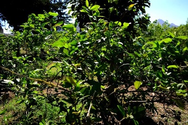 GIARDINO SICILIANO fotografie di Giulio Azzarello ©2021. GIARDINO SICILIANO fotografie di Giulio Azzarello ©2021.