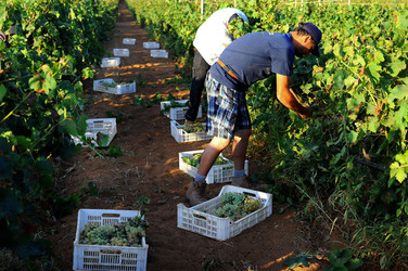 VENDEMMIA a Mazzara del Vallo in Sicilia con i contadini. Fotografie di Giulio Azzarello ©2016. VENDEMMIA a Mazzara del Vallo in Sicilia con i contadini. Fotografie di Giulio Azzarello ©2016.