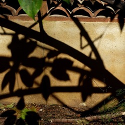 ORTO BOTANICO DI PALERMO. Fotografie di Giulio Azzarello ©2022. ORTO BOTANICO DI PALERMO. Fotografie di Giulio Azzarello ©2022.