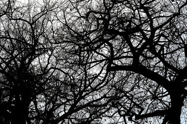 ORTO BOTANICO di Palermo in inverno. Fotografie di Giulio Azzarello &copy;2016.