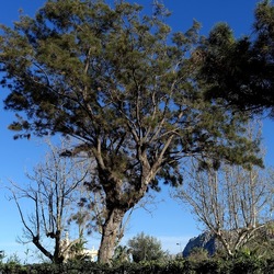 ALBERI. Fotografie di Giulio Azzarello &copy;2024.