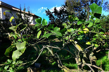 AGRUMETO SICILIANO in autunno. Fotografie di Giulio Azzarello &copy;2014.