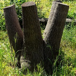 PIANTE. Fotografie di Giulio Azzarello &copy;2022.