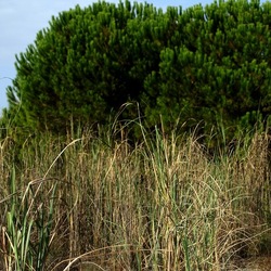 SELINUNTE. Fotografie di Giulio Azzarello ©2022. SELINUNTE. Fotografie di Giulio Azzarello ©2022.