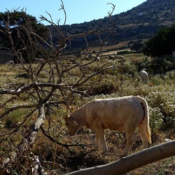 BESTIE. Fotografie di Giulio Azzarello ©2022. BESTIE. Fotografie di Giulio Azzarello ©2022.