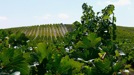 VIGNETO tipico siciliano a Salemi panoramiche e particolari. Fotografie di Giulio Azzarello &copy;2014.